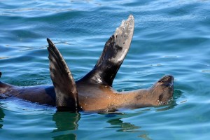 Duiker Island