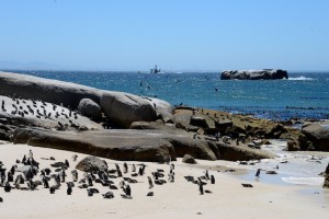 Boulders Beach