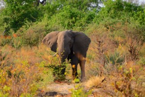 Okavango Delta.