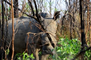 Neushoorns in Matobo NP Zimbabwe.