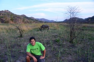 Neushoorns in Matobo NP Zimbabwe.