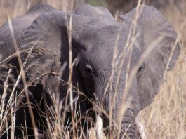 South Luangwa: op zoek naar de Big Five South Luangwa Zambia