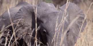 South Luangwa: op zoek naar de Big Five South Luangwa Zambia