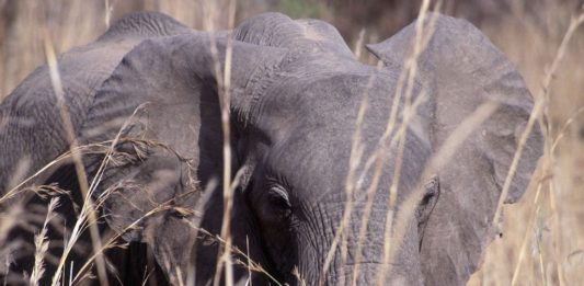 South Luangwa: op zoek naar de Big Five South Luangwa Zambia
