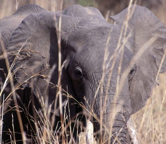 South Luangwa: op zoek naar de Big Five South Luangwa Zambia