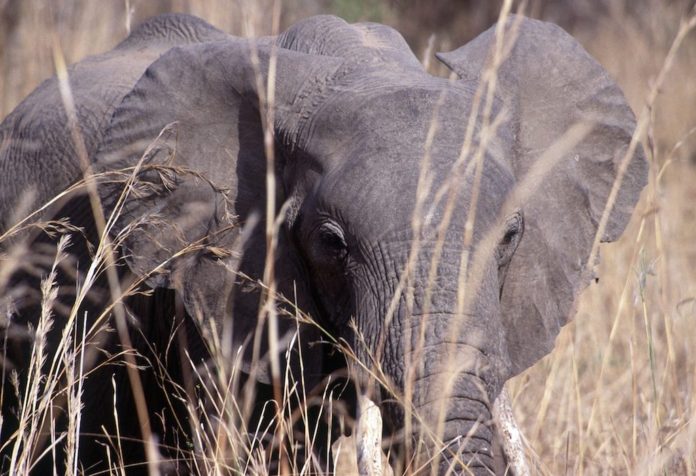 South Luangwa Zambia