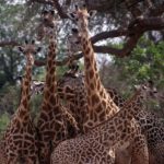 South Luangwa Zambia