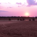 South Luangwa Zambia