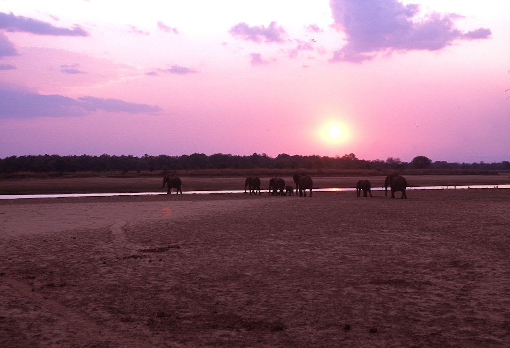 South Luangwa Zambia