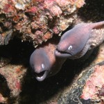 Andaman Zee