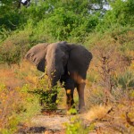 20141106_Okavango041