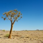 De boom