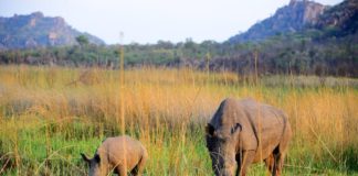 Oog in oog met witte neushoorns in Matobo Nationaal park Matobo Zimbabwe