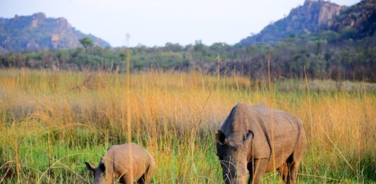 Oog in oog met witte neushoorns in Matobo Nationaal park Matobo Zimbabwe