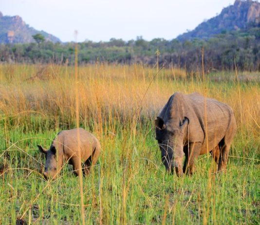 Oog in oog met witte neushoorns in Matobo Nationaal park Matobo Zimbabwe