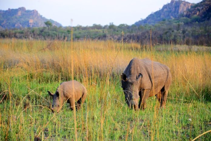 Nationaal park Matobo Zimbabwe