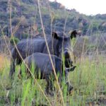 Nationaal park Matobo Zimbabwe