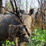Nationaal park Matobo Zimbabwe
