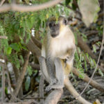 Abuko Nature Reserve