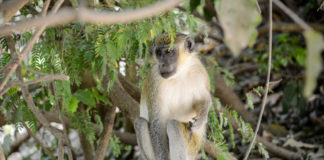 Bijilo Forest Park met recht een ’Monkey Town’ Abuko Nature Reserve