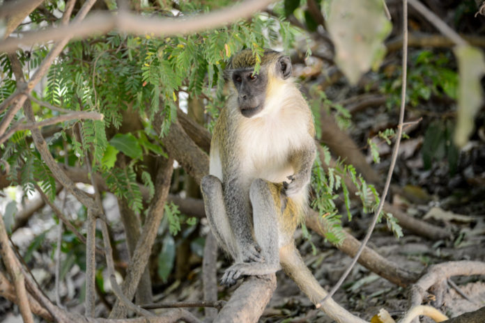 Abuko Nature Reserve