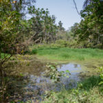 Abuko Nature Reserve