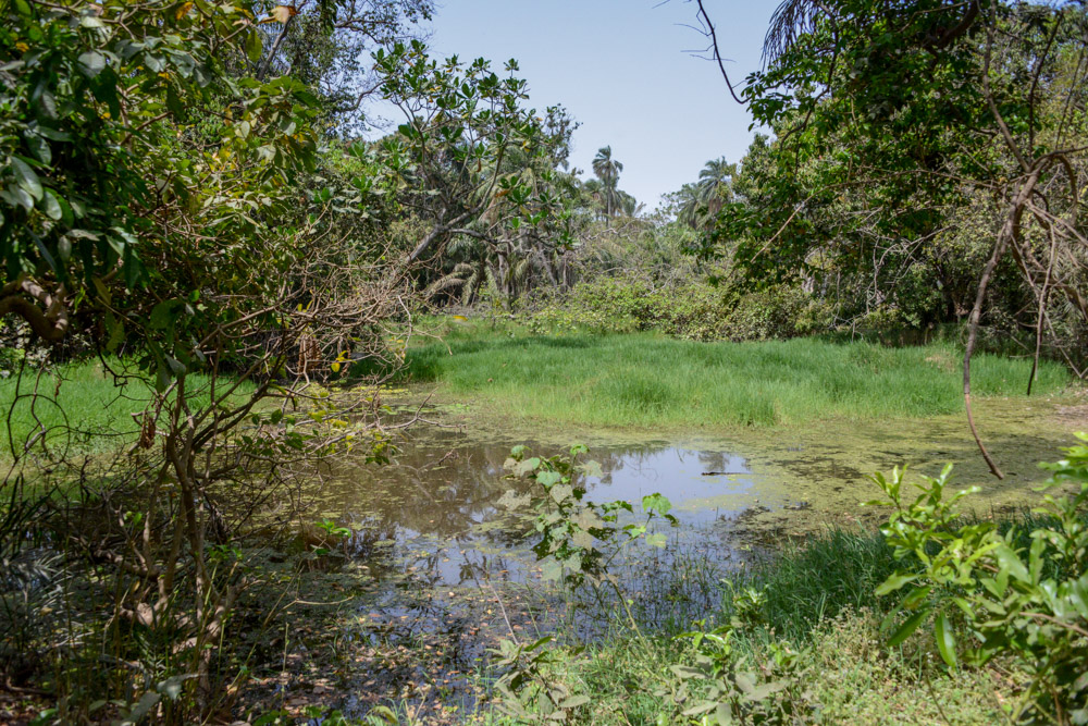 Ingang Abuko Nature Reserve