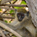 Geelgroene meerkat in Abuko Nature Reserve