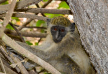 Abuko Nature Reserve Geelgroene meerkat in Abuko Nature Reserve