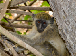 Abuko Nature Reserve Geelgroene meerkat in Abuko Nature Reserve