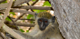 Abuko Nature Reserve Geelgroene meerkat in Abuko Nature Reserve