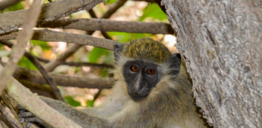 Abuko Nature Reserve Geelgroene meerkat in Abuko Nature Reserve