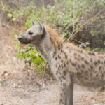 Abuko Nature Reserve