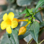 Botanische tuin Bakau Gambia