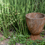 Botanische tuin Bakau Gambia