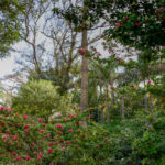 Botanische tuin Bakau Gambia