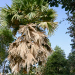 Botanische tuin Bakau Gambia