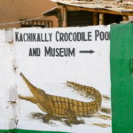 Kachikally Crocodile Pool Gambia