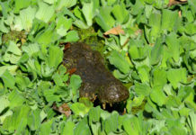 Krokodillen aaien bij de Kachikally Crocodile Pool