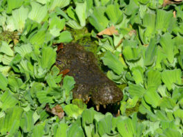 Krokodillen aaien bij de Kachikally Crocodile Pool