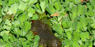 Krokodillen aaien bij de Kachikally Crocodile Pool