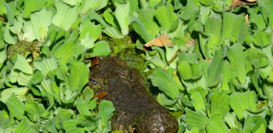 Krokodillen aaien bij de Kachikally Crocodile Pool