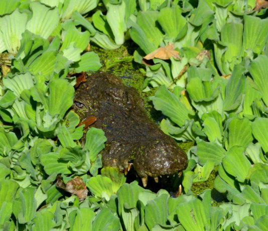 Krokodillen aaien bij de Kachikally Crocodile Pool