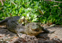 Casamance Tours met Oumar Dieme Kachikally Crocodile Pool Gambia