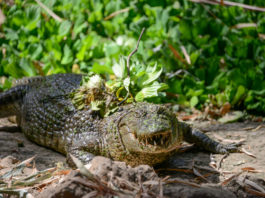 Casamance Tours met Oumar Dieme Kachikally Crocodile Pool Gambia