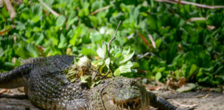 Casamance Tours met Oumar Dieme Kachikally Crocodile Pool Gambia