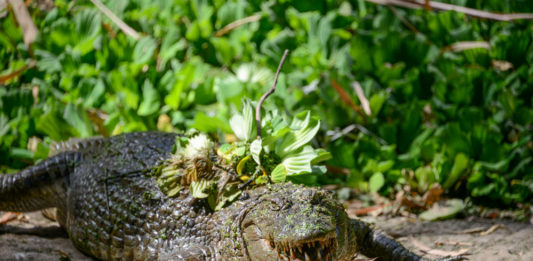 Casamance Tours met Oumar Dieme Kachikally Crocodile Pool Gambia