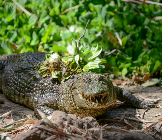 Casamance Tours met Oumar Dieme Kachikally Crocodile Pool Gambia