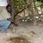 Kachikally Crocodile Pool Gambia