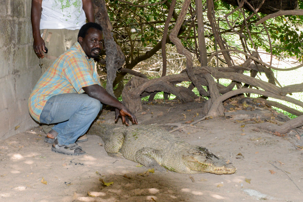Kachikally Crocodile Pool Gambia